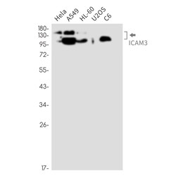 Invitrogen ICAM3 Recombinant Rabbit Monoclonal Antibody (K01_2M82) 100 &mu;L | Buy Online | Invitrogen&trade; | Fisher Scientific