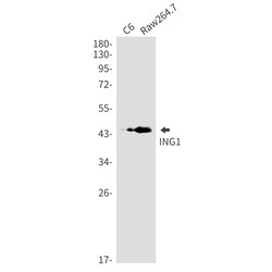 Invitrogen ING1 Recombinant Rabbit Monoclonal Antibody (K01_2M91) 100 &mu;L | Buy Online | Invitrogen&trade; | Fisher Scientific