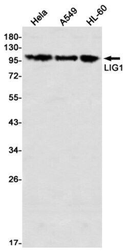 Invitrogen DNA Ligase I Recombinant Rabbit Monoclonal Antibody (K01_2N08) 100 &mu;L | Buy Online | Invitrogen&trade; | Fisher Scientific