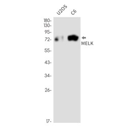 Invitrogen MELK Recombinant Rabbit Monoclonal Antibody (K01_2N26) 50 &mu;L | Buy Online | Invitrogen&trade; | Fisher Scientific