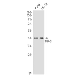 Invitrogen MAPKAPK3 Recombinant Rabbit Monoclonal Antibody (K01_2N31) 100 &mu;L | Buy Online | Invitrogen&trade; | Fisher Scientific