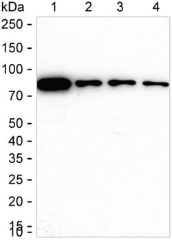 Invitrogen Moesin Recombinant Rabbit Monoclonal Antibody (K01_2N34) 50 &mu;L | Buy Online | Invitrogen&trade; | Fisher Scientific