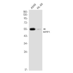 Invitrogen MPP1 Recombinant Rabbit Monoclonal Antibody (K01_2N35) 100 &mu;L | Buy Online | Invitrogen&trade; | Fisher Scientific