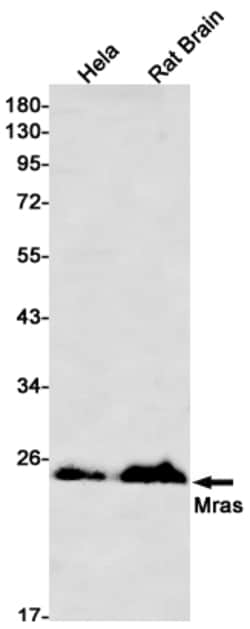 Invitrogen MRAS Recombinant Rabbit Monoclonal Antibody (K01_2N36) 100 &mu;L | Buy Online | Invitrogen&trade; | Fisher Scientific