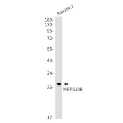 Invitrogen MRPS18B Recombinant Rabbit Monoclonal Antibody (K01_2N37) 100 &mu;L | Buy Online | Invitrogen&trade; | Fisher Scientific