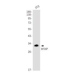 Invitrogen MTAP Recombinant Rabbit Monoclonal Antibody (K01_2N38) 50 &mu;L | Buy Online | Invitrogen&trade; | Fisher Scientific