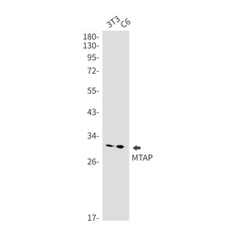 Invitrogen MTAP Recombinant Rabbit Monoclonal Antibody (K01_2N40) 50 &mu;L | Buy Online | Invitrogen&trade; | Fisher Scientific