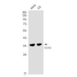Invitrogen NEK6 Recombinant Rabbit Monoclonal Antibody (K01_2N52) 50 &mu;L | Buy Online | Invitrogen&trade; | Fisher Scientific