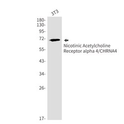 Invitrogen CHRNA4 Recombinant Rabbit Monoclonal Antibody (K01_2N54) 50 &mu;L | Buy Online | Invitrogen&trade; | Fisher Scientific