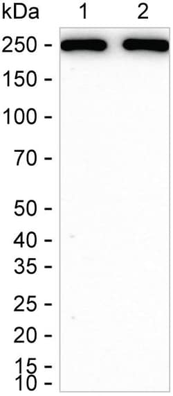 Invitrogen MYH9 Recombinant Rabbit Monoclonal Antibody (K01_2N59) 50 &mu;L | Buy Online | Invitrogen&trade; | Fisher Scientific