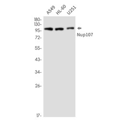 Invitrogen NUP107 Recombinant Rabbit Monoclonal Antibody (K01_2N65) 100 &mu;L | Buy Online | Invitrogen&trade; | Fisher Scientific