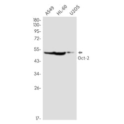 Invitrogen Oct-2 Recombinant Rabbit Monoclonal Antibody (K01_2N70) 50 &mu;L | Buy Online | Invitrogen&trade; | Fisher Scientific