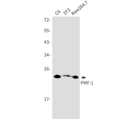 Invitrogen PMF1 Recombinant Rabbit Monoclonal Antibody (K01_2N96) 50 &mu;L | Buy Online | Invitrogen&trade; | Fisher Scientific