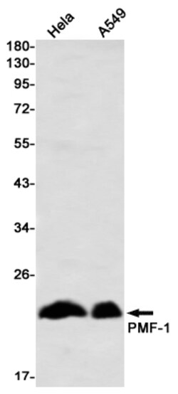 Invitrogen PMF1 Recombinant Rabbit Monoclonal Antibody (K01_2N96) 50 &mu;L | Buy Online | Invitrogen&trade; | Fisher Scientific