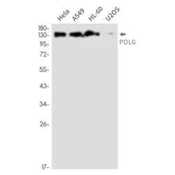 Invitrogen POLG Recombinant Rabbit Monoclonal Antibody (K01_2N98) 50 &mu;L | Buy Online | Invitrogen&trade; | Fisher Scientific