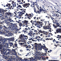 Invitrogen PREPL Recombinant Rabbit Monoclonal Antibody (K01_2P02) 50 &mu;L | Buy Online | Invitrogen&trade; | Fisher Scientific