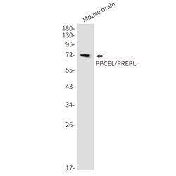 Invitrogen PREPL Recombinant Rabbit Monoclonal Antibody (K01_2P02) 50 &mu;L | Buy Online | Invitrogen&trade; | Fisher Scientific