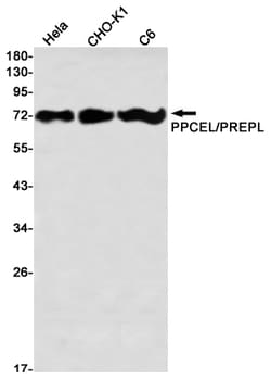 Invitrogen PREPL Recombinant Rabbit Monoclonal Antibody (K01_2P02) 50 &mu;L | Buy Online | Invitrogen&trade; | Fisher Scientific
