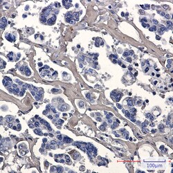 Invitrogen Caspase 7 Recombinant Rabbit Monoclonal Antibody (K01_2P07) 100 &mu;L | Buy Online | Invitrogen&trade; | Fisher Scientific