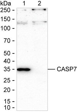 Invitrogen Caspase 7 Recombinant Rabbit Monoclonal Antibody (K01_2P07) 100 &mu;L | Buy Online | Invitrogen&trade; | Fisher Scientific