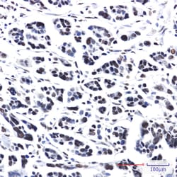 Invitrogen PRPF4 Recombinant Rabbit Monoclonal Antibody (K01_2P10) 50 &mu;L | Buy Online | Invitrogen&trade; | Fisher Scientific