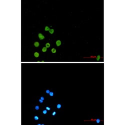 Invitrogen PU.1 Recombinant Rabbit Monoclonal Antibody (K01_2P14) 50 &mu;L | Buy Online | Invitrogen&trade; | Fisher Scientific