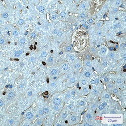 Invitrogen PU.1 Recombinant Rabbit Monoclonal Antibody (K01_2P14) 50 &mu;L | Buy Online | Invitrogen&trade; | Fisher Scientific