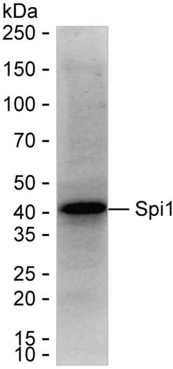 Invitrogen PU.1 Recombinant Rabbit Monoclonal Antibody (K01_2P14) 50 &mu;L | Buy Online | Invitrogen&trade; | Fisher Scientific