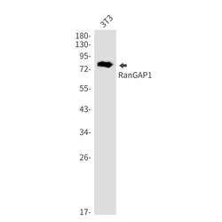 Invitrogen RANGAP1 Recombinant Rabbit Monoclonal Antibody (K01_2P23) 50 &mu;L | Buy Online | Invitrogen&trade; | Fisher Scientific