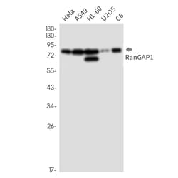Invitrogen RANGAP1 Recombinant Rabbit Monoclonal Antibody (K01_2P23) 50 &mu;L | Buy Online | Invitrogen&trade; | Fisher Scientific