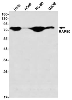 Invitrogen RAP80 Recombinant Rabbit Monoclonal Antibody (K01_2P24) 50 &mu;L | Buy Online | Invitrogen&trade; | Fisher Scientific