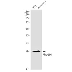 Invitrogen RhoGDI Recombinant Rabbit Monoclonal Antibody (K01_2P30) 50 &mu;L | Buy Online | Invitrogen&trade; | Fisher Scientific