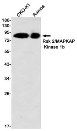 Invitrogen RSK2 Recombinant Rabbit Monoclonal Antibody (K01_2P36) 100 μL;