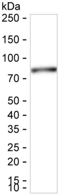 Invitrogen SEMA7A Recombinant Rabbit Monoclonal Antibody (K01_2P42) 50 &mu;L | Buy Online | Invitrogen&trade; | Fisher Scientific