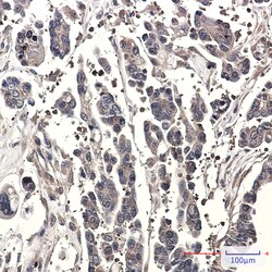 Invitrogen STK39 Recombinant Rabbit Monoclonal Antibody (K01_2P54) 100 &mu;L | Buy Online | Invitrogen&trade; | Fisher Scientific
