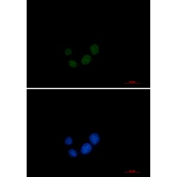 Invitrogen SPT5 Recombinant Rabbit Monoclonal Antibody (K01_2P55) 50 &mu;L | Buy Online | Invitrogen&trade; | Fisher Scientific
