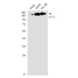 Invitrogen SPT5 Recombinant Rabbit Monoclonal Antibody (K01_2P55) 50 &mu;L | Buy Online | Invitrogen&trade; | Fisher Scientific