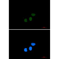 Invitrogen TPX2 Recombinant Rabbit Monoclonal Antibody (K01_2P81) 50 &mu;L | Buy Online | Invitrogen&trade; | Fisher Scientific