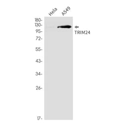 Invitrogen TRIM24 Recombinant Rabbit Monoclonal Antibody (K01_2P84) 50 &mu;L | Buy Online | Invitrogen&trade; | Fisher Scientific