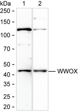 Invitrogen WWOX Recombinant Rabbit Monoclonal Antibody (K01_2Q01) 100 &mu;L | Buy Online | Invitrogen&trade; | Fisher Scientific