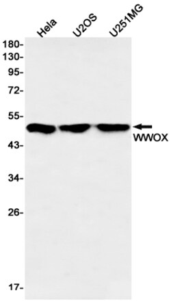 Invitrogen WWOX Recombinant Rabbit Monoclonal Antibody (K01_2Q01) 100 &mu;L | Buy Online | Invitrogen&trade; | Fisher Scientific