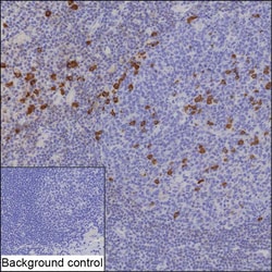 Invitrogen Human IgG4 Recombinant Rabbit Monoclonal Antibody (K01_2Q16) 50 &mu;L | Buy Online | Invitrogen&trade; | Fisher Scientific