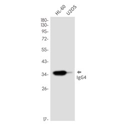 Invitrogen Human IgG4 Recombinant Rabbit Monoclonal Antibody (K01_2Q16) 50 &mu;L | Buy Online | Invitrogen&trade; | Fisher Scientific