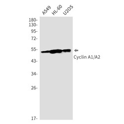Invitrogen Cyclin A Recombinant Rabbit Monoclonal Antibody (K01_2Q25) 100 &mu;L | Buy Online | Invitrogen&trade; | Fisher Scientific