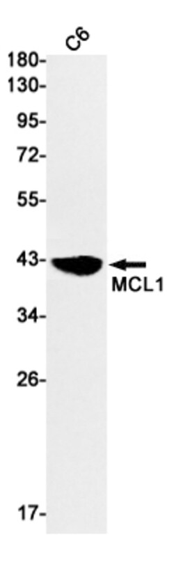 Invitrogen MCL-1 Recombinant Rabbit Monoclonal Antibody (K01_2Q28) 100 &mu;L | Buy Online | Invitrogen&trade; | Fisher Scientific