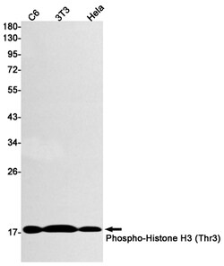 Invitrogen Phospho-Histone H3 (Thr3) Recombinant Rabbit Monoclonal Antibody (K01_2Q29) 50 &mu;L | Buy Online | Invitrogen&trade; | Fisher Scientific
