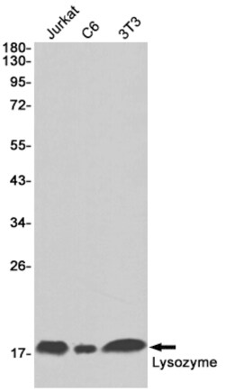 Invitrogen Lysozyme Recombinant Rabbit Monoclonal Antibody (K01_2Q34) 100 &mu;L | Buy Online | Invitrogen&trade; | Fisher Scientific