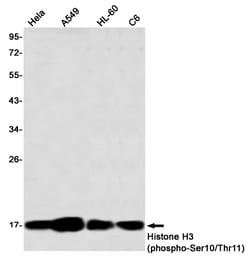 Invitrogen Phospho-Histone H3 (Ser10, Thr11) Recombinant Rabbit Monoclonal Antibody (K01_2Q41) 50 &mu;L | Buy Online | Invitrogen&trade; | Fisher Scientific