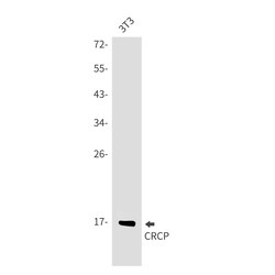 Invitrogen CRCP Recombinant Rabbit Monoclonal Antibody (K01_2Q42) 50 &mu;L | Buy Online | Invitrogen&trade; | Fisher Scientific