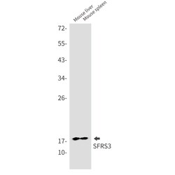 Invitrogen SRSF3 Recombinant Rabbit Monoclonal Antibody (K01_2Q45) 100 &mu;L | Buy Online | Invitrogen&trade; | Fisher Scientific